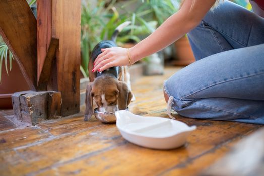 Senior dog drinking water from a bowl at home